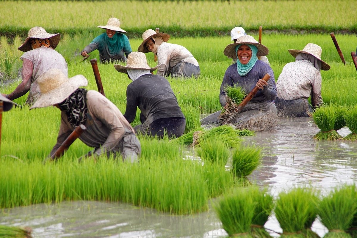 Nước ĐNÁ nhập khẩu gạo nhiều nhất thế giới mua 75% sản phẩm từ Việt Nam- Ảnh 1. Nước ĐNÁ nhập khẩu gạo nhiều nhất thế giới mua 75% sản phẩm từ Việt Nam- Ảnh 1.