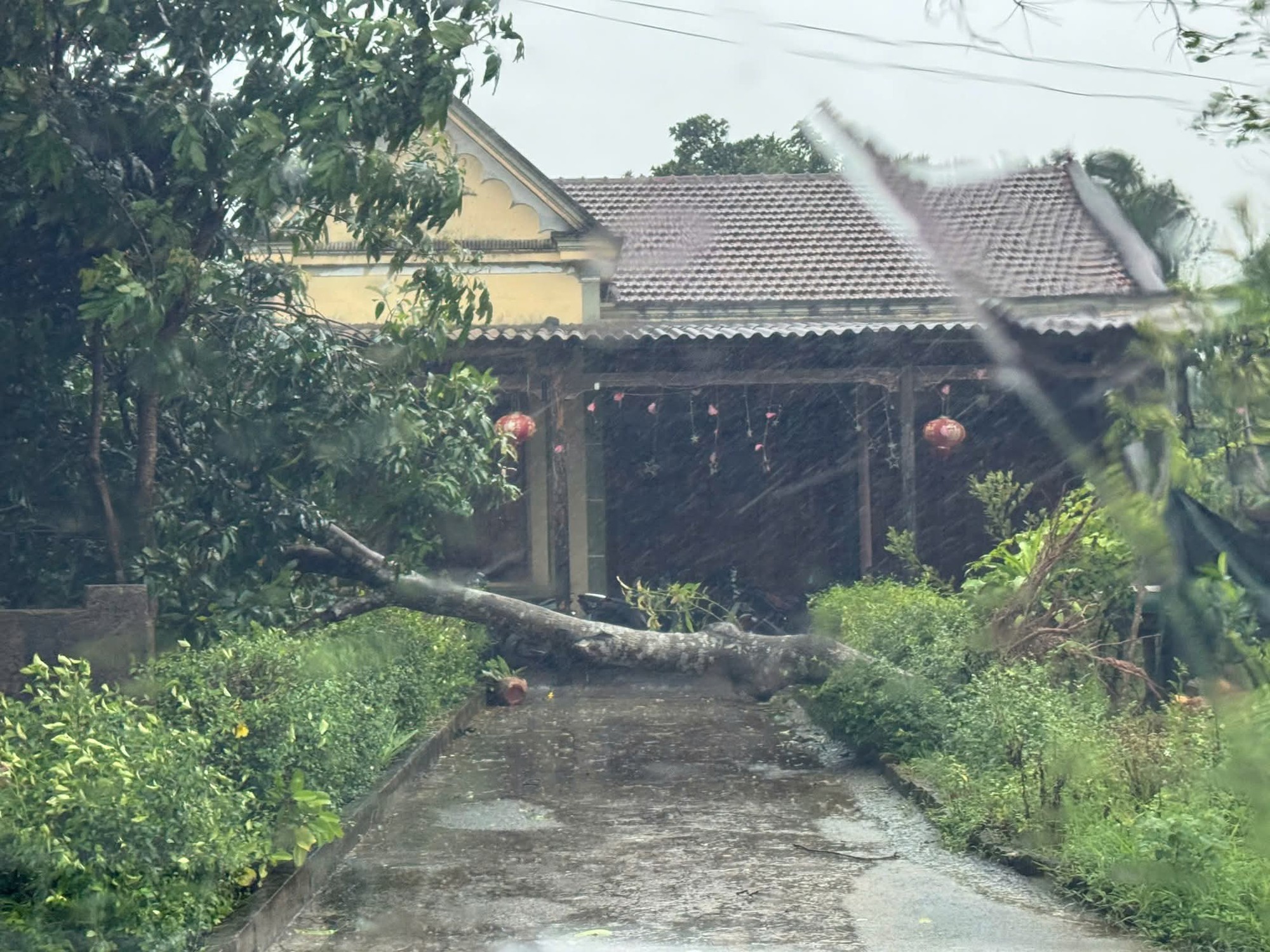 Bão số 5 (Kajiki): Hà Tĩnh mưa to, gió giật tung mái tôn, cây ngã- Ảnh 8. Bão số 5 (Kajiki): Hà Tĩnh mưa to, gió giật tung mái tôn, cây ngã- Ảnh 8.