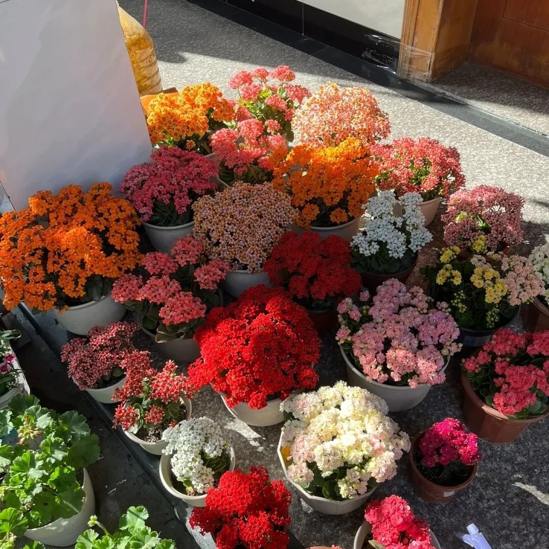 Người giàu bí mật trồng 5 cây cảnh trong nhà: Vận khí thăng hoa, "ăn sạch" bụi bẩn như chưa từng tồn tại- Ảnh 3. Người giàu bí mật trồng 5 cây cảnh trong nhà: Vận khí thăng hoa, "ăn sạch" bụi bẩn như chưa từng tồn tại- Ảnh 3.