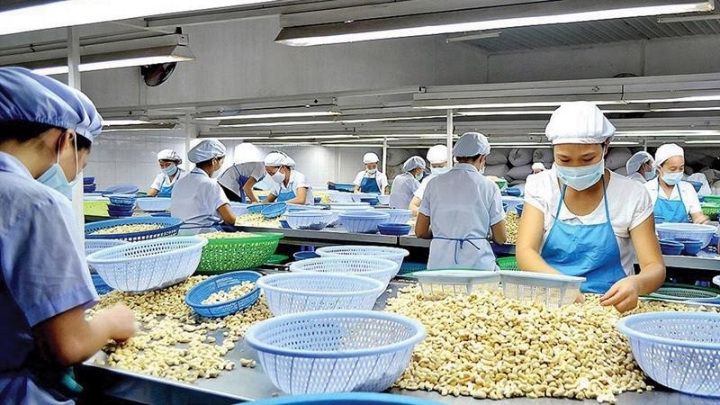 Lý do Trung Quốc rốt ráo gom mua hạt điều Việt Nam- Ảnh 1.