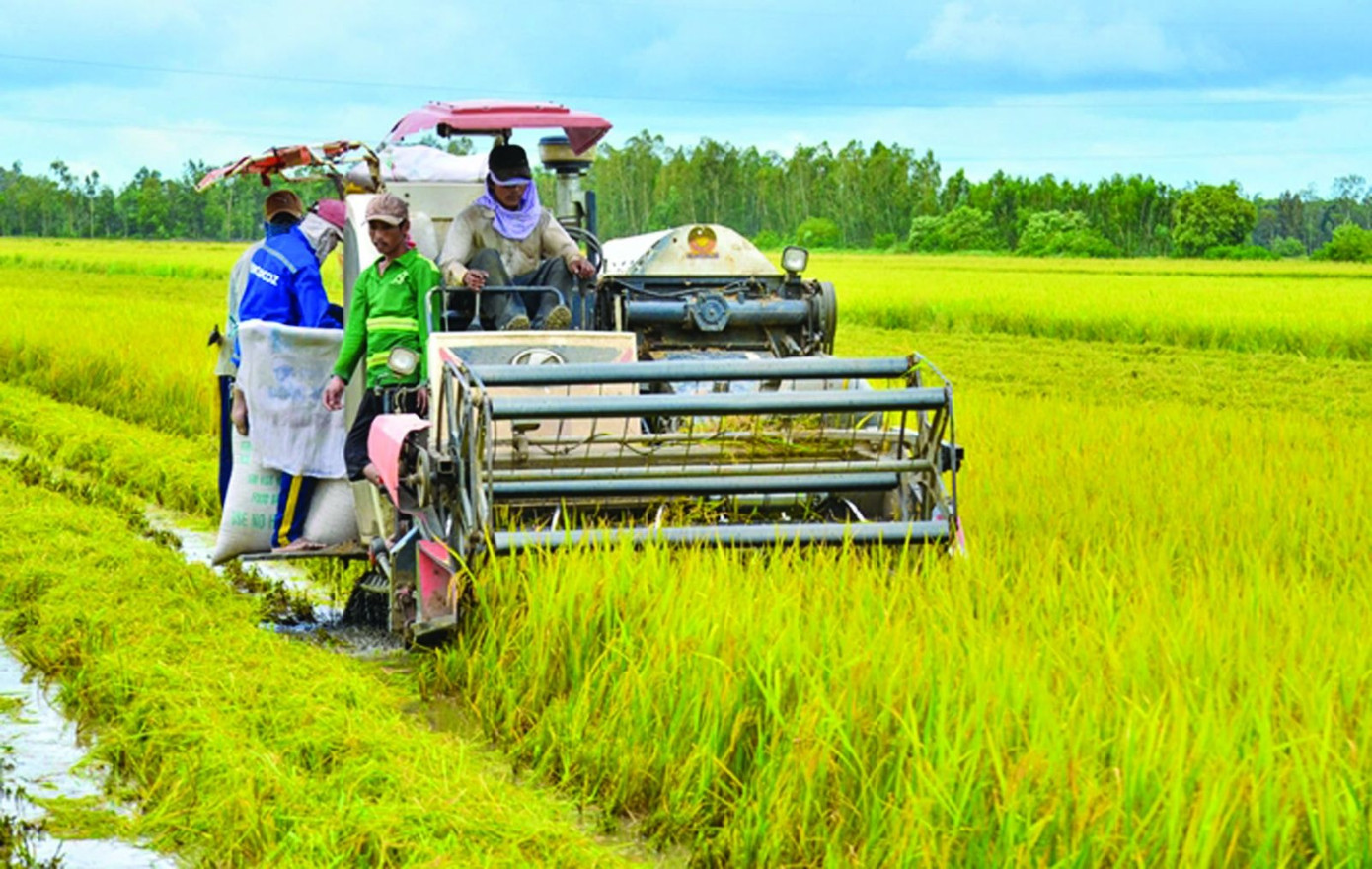 Giá gạo Việt Nam cao nhất thế giới- Ảnh 2.