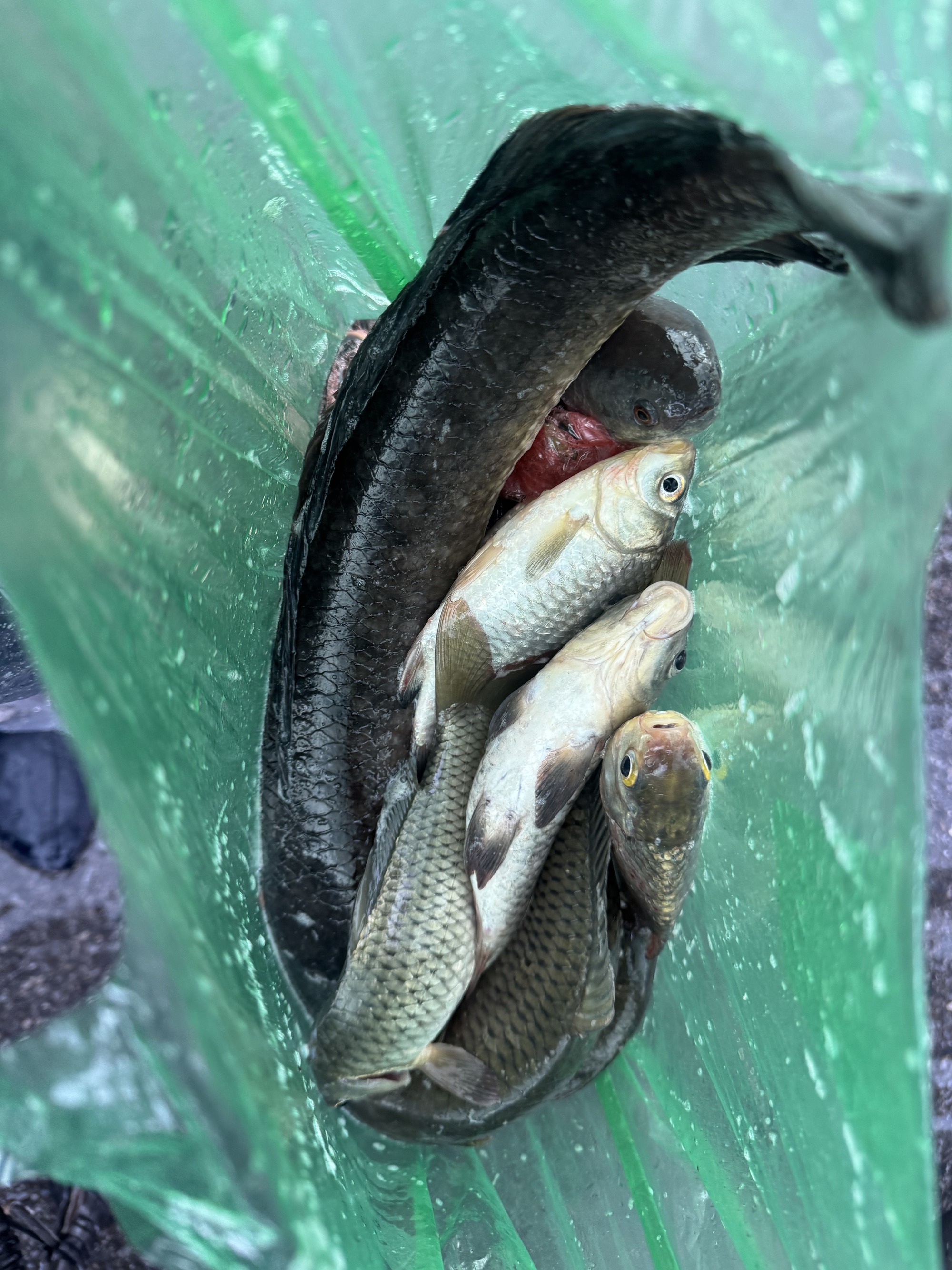 Khung cảnh lạ giữa Hà Nội mênh mông biển nước: Người mang đồ đi bắt cá giữa đường, người lướt ca nô, người đạp vịt trên "vịnh" Văn Quán- Ảnh 16.