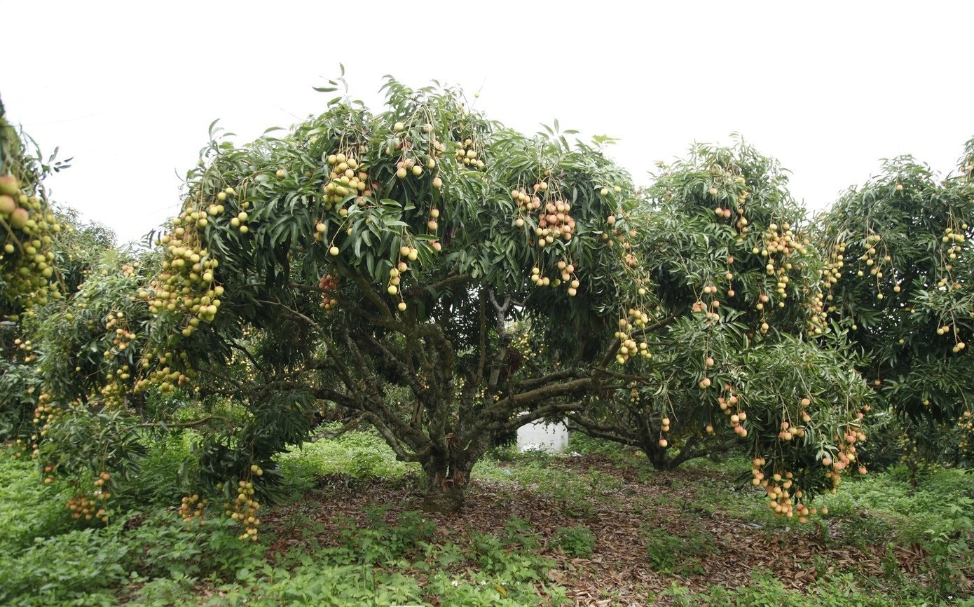 Đặc sản Việt Nam ghi nhận kỷ lục chưa từng có, vừa hết vụ đã có đối tác lớn từ Mỹ đặt hàng cho năm sau- Ảnh 1. Đặc sản Việt Nam ghi nhận kỷ lục chưa từng có, vừa hết vụ đã có đối tác lớn từ Mỹ đặt hàng cho năm sau- Ảnh 1.