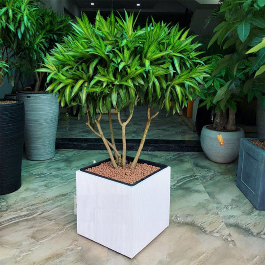 Người ở chung cư bí mật trồng 10 loại cây cảnh: là "máy lọc bụi mịn, bức xạ điện từ", lại hút lộc hút tài, nhà giàu rất chuộng- Ảnh 3. Người ở chung cư bí mật trồng 10 loại cây cảnh: là "máy lọc bụi mịn, bức xạ điện từ", lại hút lộc hút tài, nhà giàu rất chuộng- Ảnh 3.