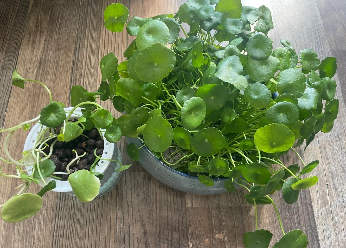 Loài cây được ví như "ngân khố sống", nhưng đặt sai chỗ thì gia sản tiêu tan như cát bụi- Ảnh 1. Loài cây được ví như "ngân khố sống", nhưng đặt sai chỗ thì gia sản tiêu tan như cát bụi- Ảnh 1.