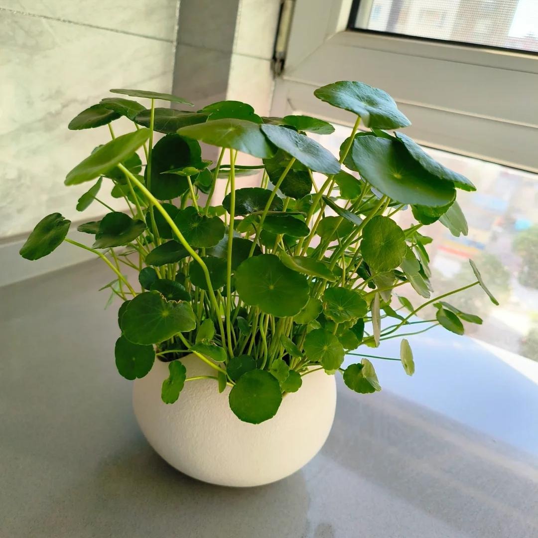 Loài cây được ví như "ngân khố sống", nhưng đặt sai chỗ thì gia sản tiêu tan như cát bụi- Ảnh 2. Loài cây được ví như "ngân khố sống", nhưng đặt sai chỗ thì gia sản tiêu tan như cát bụi- Ảnh 2.