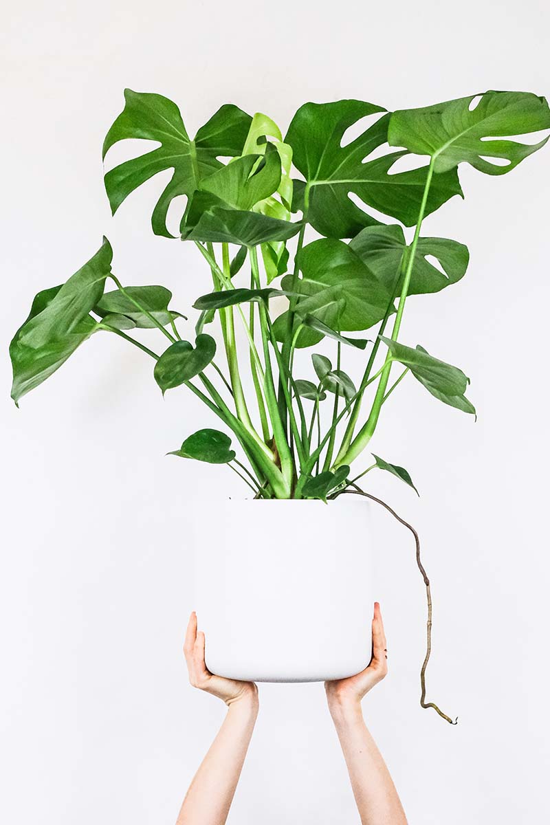 Người ở chung cư bí mật trồng 10 loại cây cảnh: là "máy lọc bụi mịn, bức xạ điện từ", lại hút lộc hút tài, nhà giàu rất chuộng- Ảnh 1. Người ở chung cư bí mật trồng 10 loại cây cảnh: là "máy lọc bụi mịn, bức xạ điện từ", lại hút lộc hút tài, nhà giàu rất chuộng- Ảnh 1.