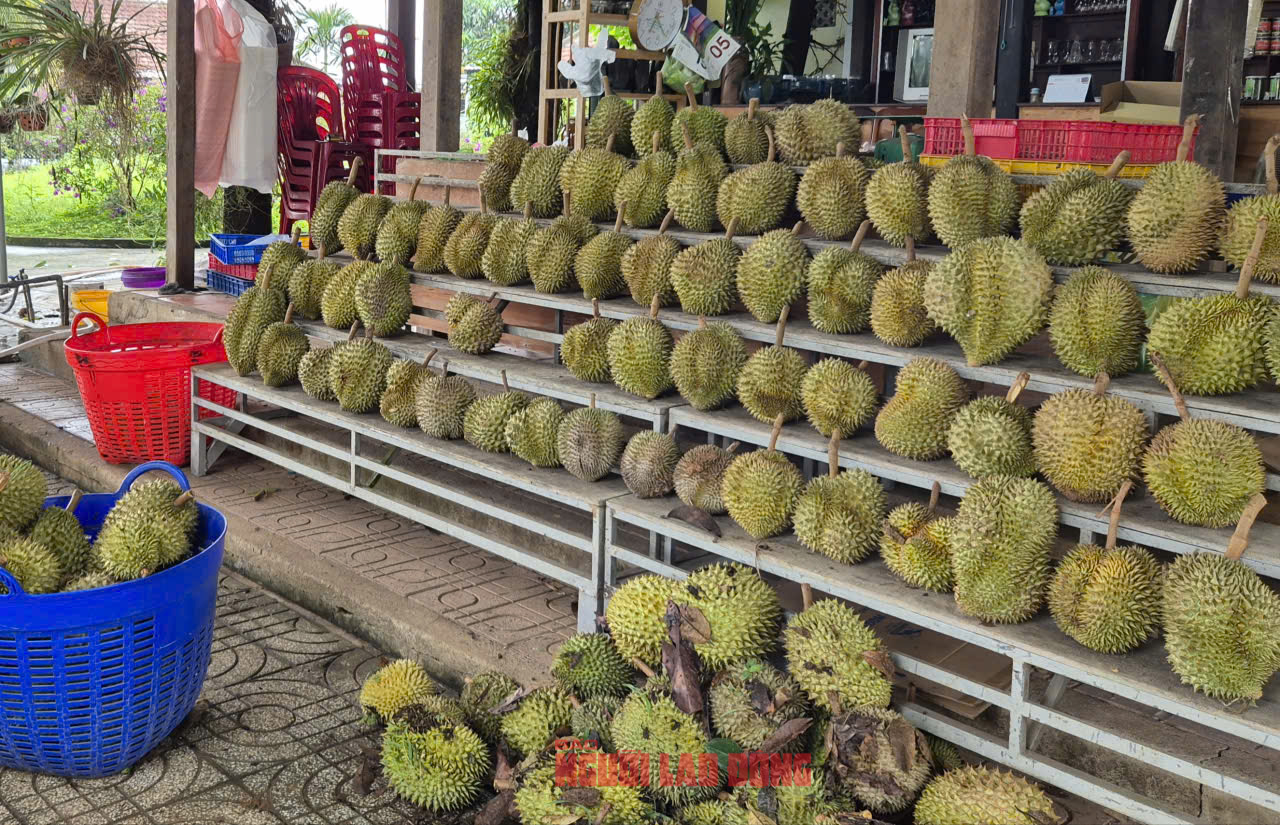 Giá sầu riêng tăng nóng, vì sao nông dân vẫn than khó xuất khẩu?- Ảnh 1. Giá sầu riêng tăng nóng, vì sao nông dân vẫn than khó xuất khẩu?- Ảnh 1.