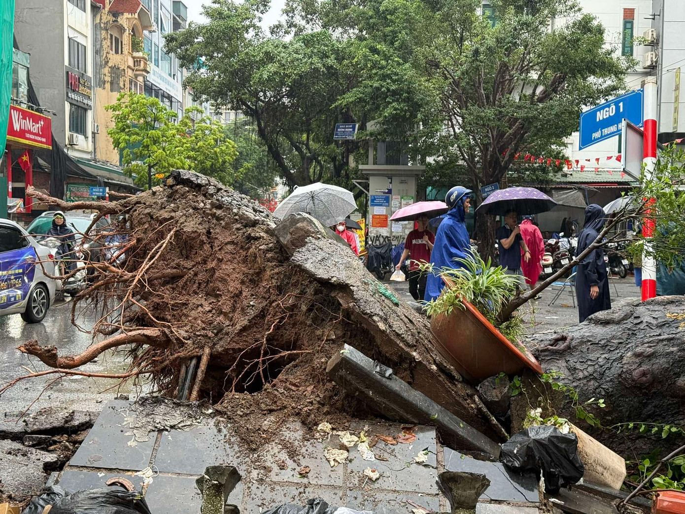 Hà Nội: Cây xà cừ cổ thụ đổ đè bẹp 2 ô tô trên phố Trung Kính- Ảnh 2. Hà Nội: Cây xà cừ cổ thụ đổ đè bẹp 2 ô tô trên phố Trung Kính- Ảnh 2.