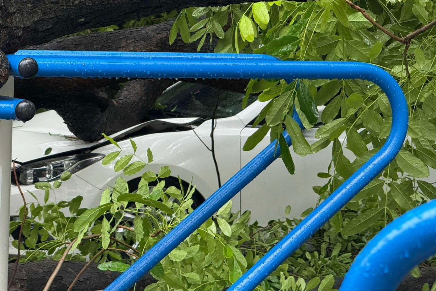 Hà Nội: Cây xà cừ cổ thụ đổ đè bẹp 2 ô tô trên phố Trung Kính- Ảnh 1. Hà Nội: Cây xà cừ cổ thụ đổ đè bẹp 2 ô tô trên phố Trung Kính- Ảnh 1.