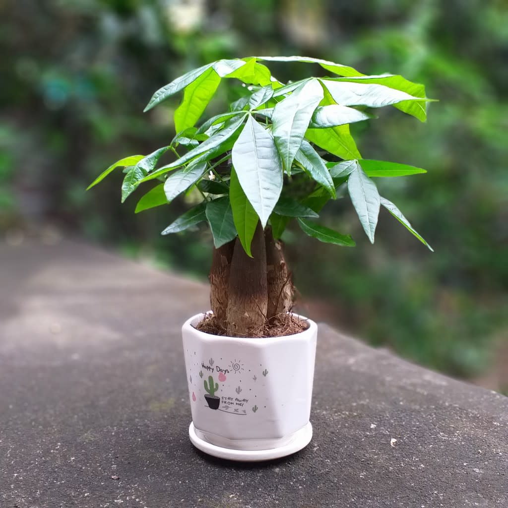 Người ở chung cư bí mật trồng 10 loại cây cảnh: là "máy lọc bụi mịn, bức xạ điện từ", lại hút lộc hút tài, nhà giàu rất chuộng- Ảnh 6. Người ở chung cư bí mật trồng 10 loại cây cảnh: là "máy lọc bụi mịn, bức xạ điện từ", lại hút lộc hút tài, nhà giàu rất chuộng- Ảnh 6.