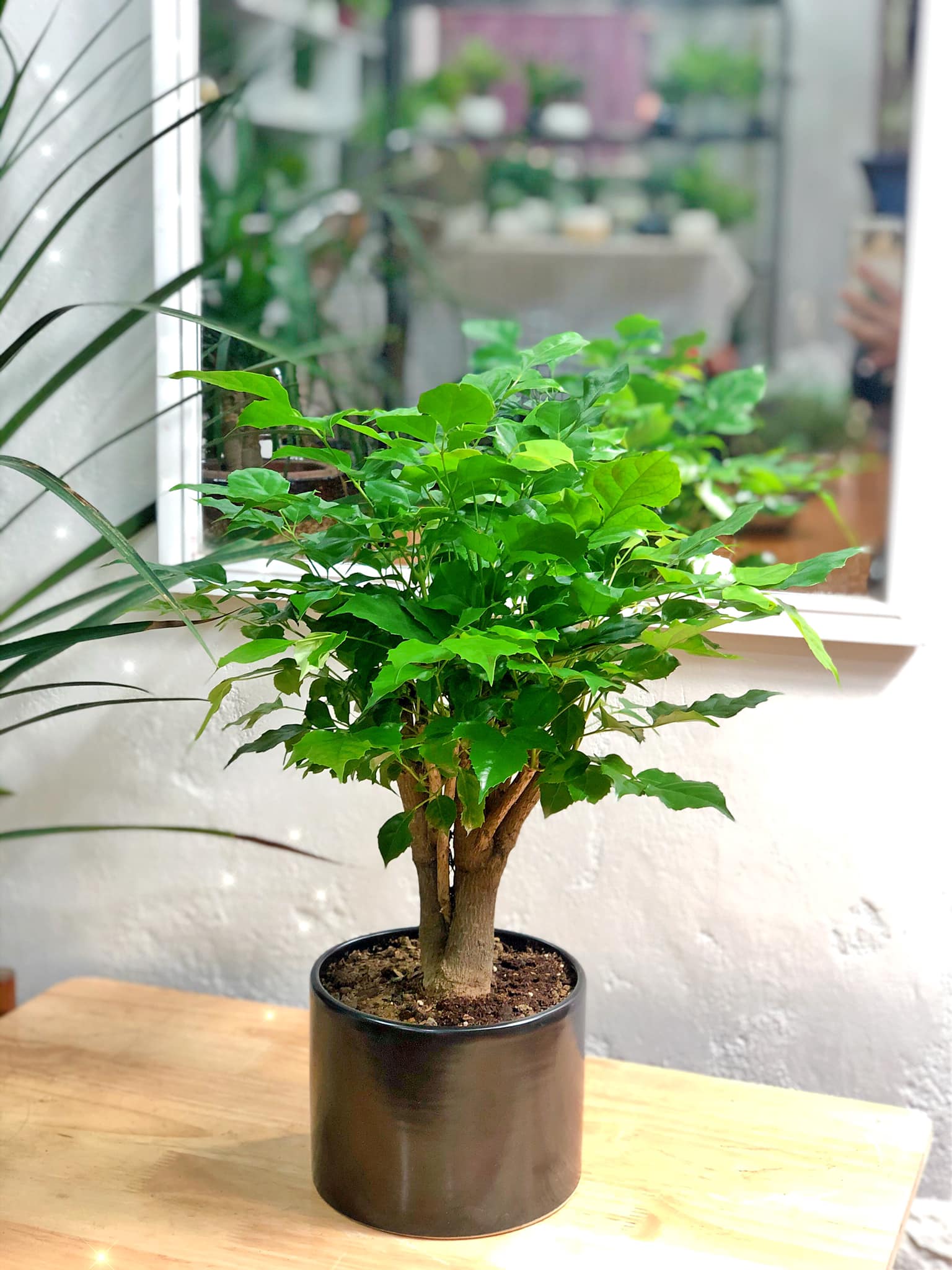 Người ở chung cư bí mật trồng 10 loại cây cảnh: là "máy lọc bụi mịn, bức xạ điện từ", lại hút lộc hút tài, nhà giàu rất chuộng- Ảnh 10. Người ở chung cư bí mật trồng 10 loại cây cảnh: là "máy lọc bụi mịn, bức xạ điện từ", lại hút lộc hút tài, nhà giàu rất chuộng- Ảnh 10.