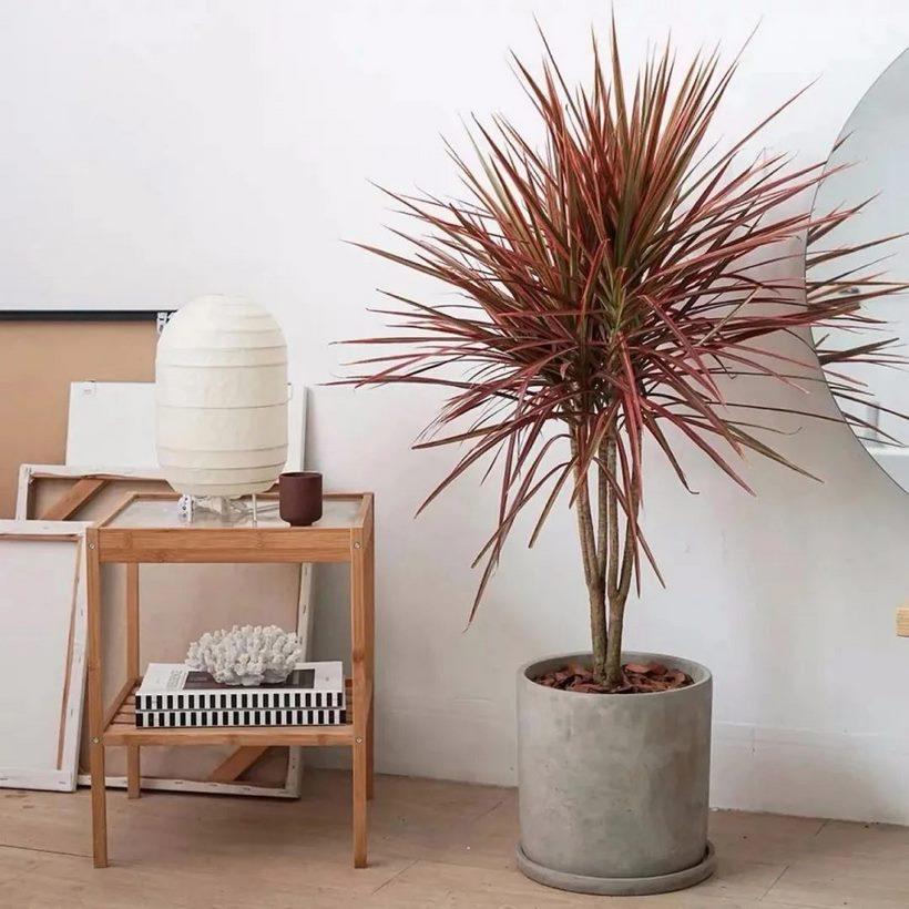 Người ở chung cư bí mật trồng 10 loại cây cảnh: là "máy lọc bụi mịn, bức xạ điện từ", lại hút lộc hút tài, nhà giàu rất chuộng- Ảnh 2. Người ở chung cư bí mật trồng 10 loại cây cảnh: là "máy lọc bụi mịn, bức xạ điện từ", lại hút lộc hút tài, nhà giàu rất chuộng- Ảnh 2.