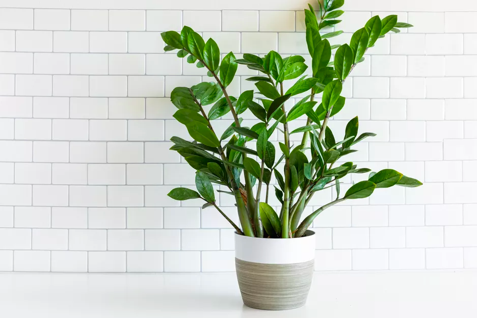 Người ở chung cư bí mật trồng 10 loại cây cảnh: là "máy lọc bụi mịn, bức xạ điện từ", lại hút lộc hút tài, nhà giàu rất chuộng- Ảnh 7. Người ở chung cư bí mật trồng 10 loại cây cảnh: là "máy lọc bụi mịn, bức xạ điện từ", lại hút lộc hút tài, nhà giàu rất chuộng- Ảnh 7.