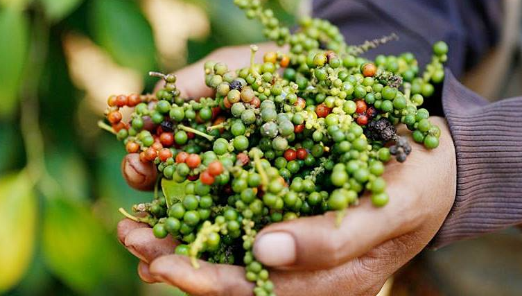 Giá tiêu 28/8: Tiêu nội địa liên tục tăng mạnh- Ảnh 1.