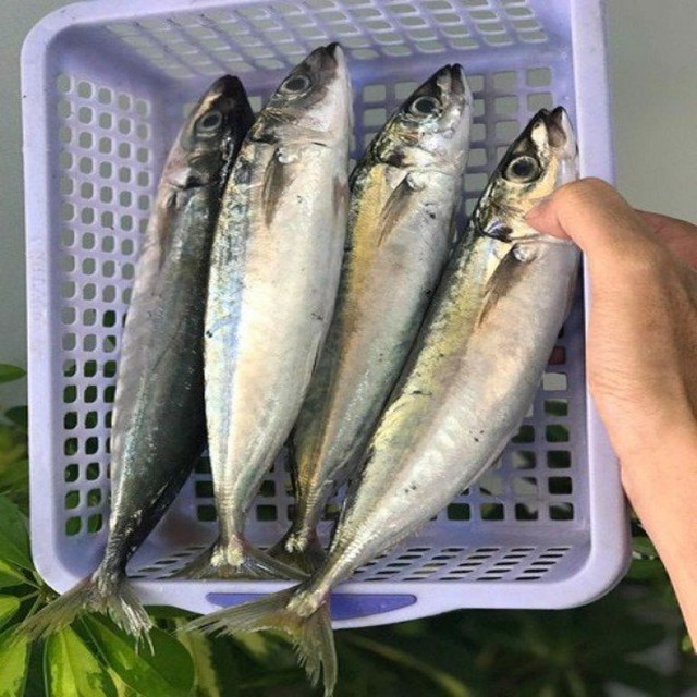 Loại cá ở Việt Nam được nói vui "chưa nấu đã chín nhừ", là cá biển nhưng rẻ, bổ không thua cá đắt tiền- Ảnh 3.
