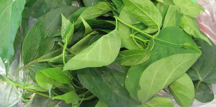 "Thần dược xanh" của người dân vùng núi Tây Bắc: Công dụng bất ngờ, bổ hơn cả uống vitamin tổng hợp- Ảnh 3. "Thần dược xanh" của người dân vùng núi Tây Bắc: Công dụng bất ngờ, bổ hơn cả uống vitamin tổng hợp- Ảnh 3.