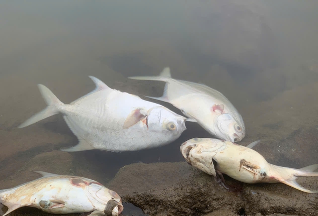 Người bán cá nói thẳng: “4 loại cá cho không cũng chẳng lấy, chỉ người không biết mới mua”- Ảnh 2.