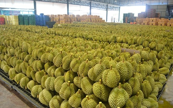 Trung Quốc vừa có bước đột phá mới trong nhập khẩu sầu riêng: Vận chuyển từ Đông Nam Á chỉ trong 1 tuần, xử lý 10.000 container mỗi năm- Ảnh 1. Trung Quốc vừa có bước đột phá mới trong nhập khẩu sầu riêng: Vận chuyển từ Đông Nam Á chỉ trong 1 tuần, xử lý 10.000 container mỗi năm- Ảnh 1.