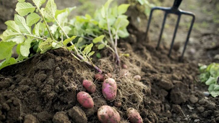 Bí mật 9 triệu năm: Khoai tây bắt nguồn từ cà chua và cây không củ ở Andes- Ảnh 2.