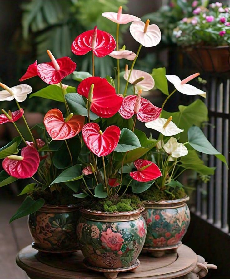 Càng nở càng buồn: 5 loài hoa đẹp như mộng nhưng trồng trước nhà là rước họa vào thân- Ảnh 4.