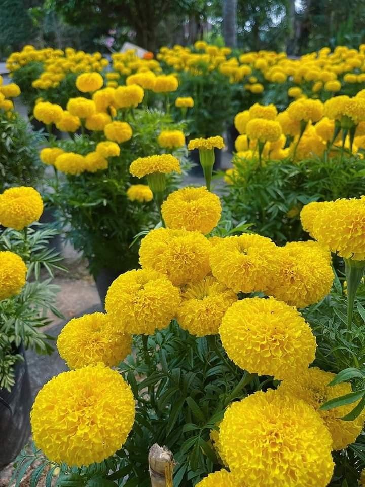 Càng nở càng buồn: 5 loài hoa đẹp như mộng nhưng trồng trước nhà là rước họa vào thân- Ảnh 3.