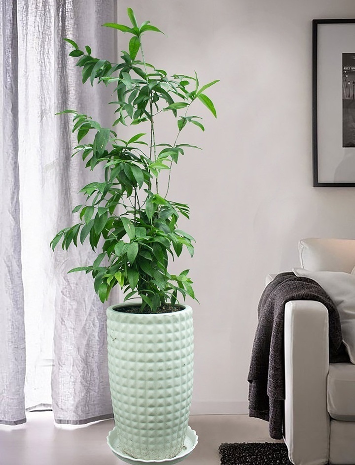 Ý nghĩa phong thủy của cây trúc Nhật - biểu tượng kiên cường, thanh cao- Ảnh 1.