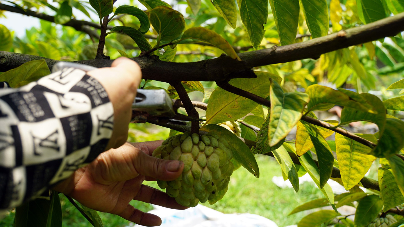 Mất mùa na đặc sản, nông dân Hải Phòng thất thu tiền tỷ- Ảnh 17.