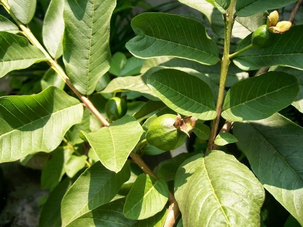 Mỹ đánh giá đây là loại quả có vitamin C gấp 21 lần táo: Không phải cam hay quýt, từ lá đến rễ đều là bài thuốc cực tốt cho đường huyết- Ảnh 3. Mỹ đánh giá đây là loại quả có vitamin C gấp 21 lần táo: Không phải cam hay quýt, từ lá đến rễ đều là bài thuốc cực tốt cho đường huyết- Ảnh 3.