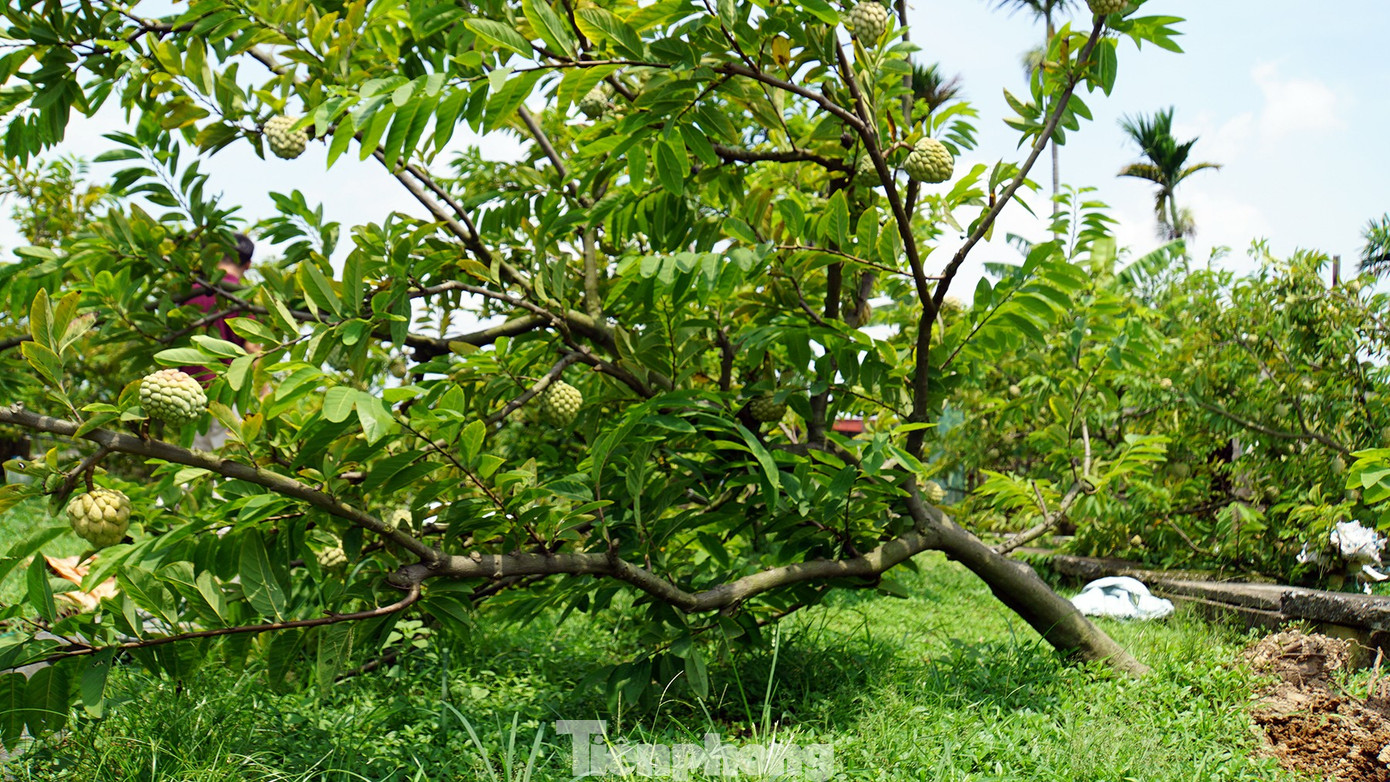 Mất mùa na đặc sản, nông dân Hải Phòng thất thu tiền tỷ- Ảnh 8.