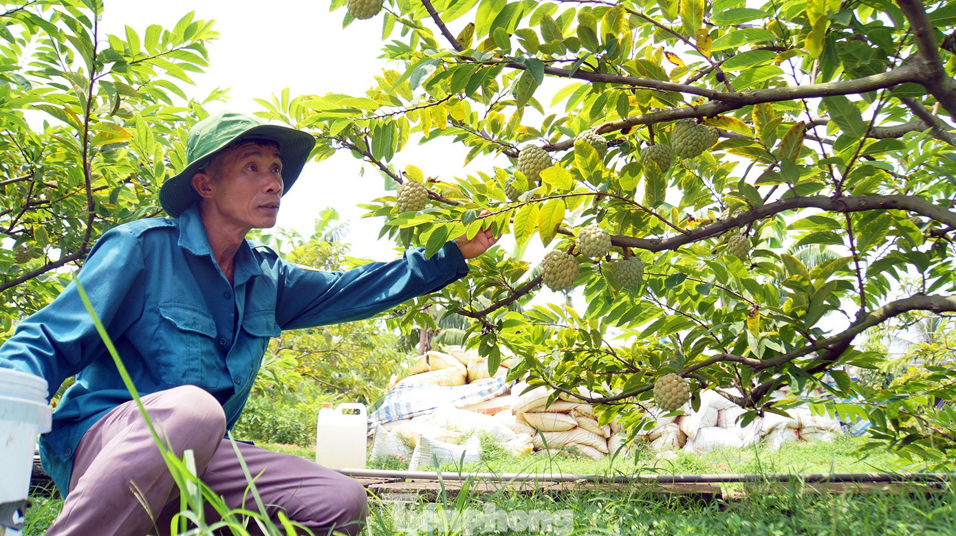 Mất mùa na đặc sản, nông dân Hải Phòng thất thu tiền tỷ- Ảnh 13.