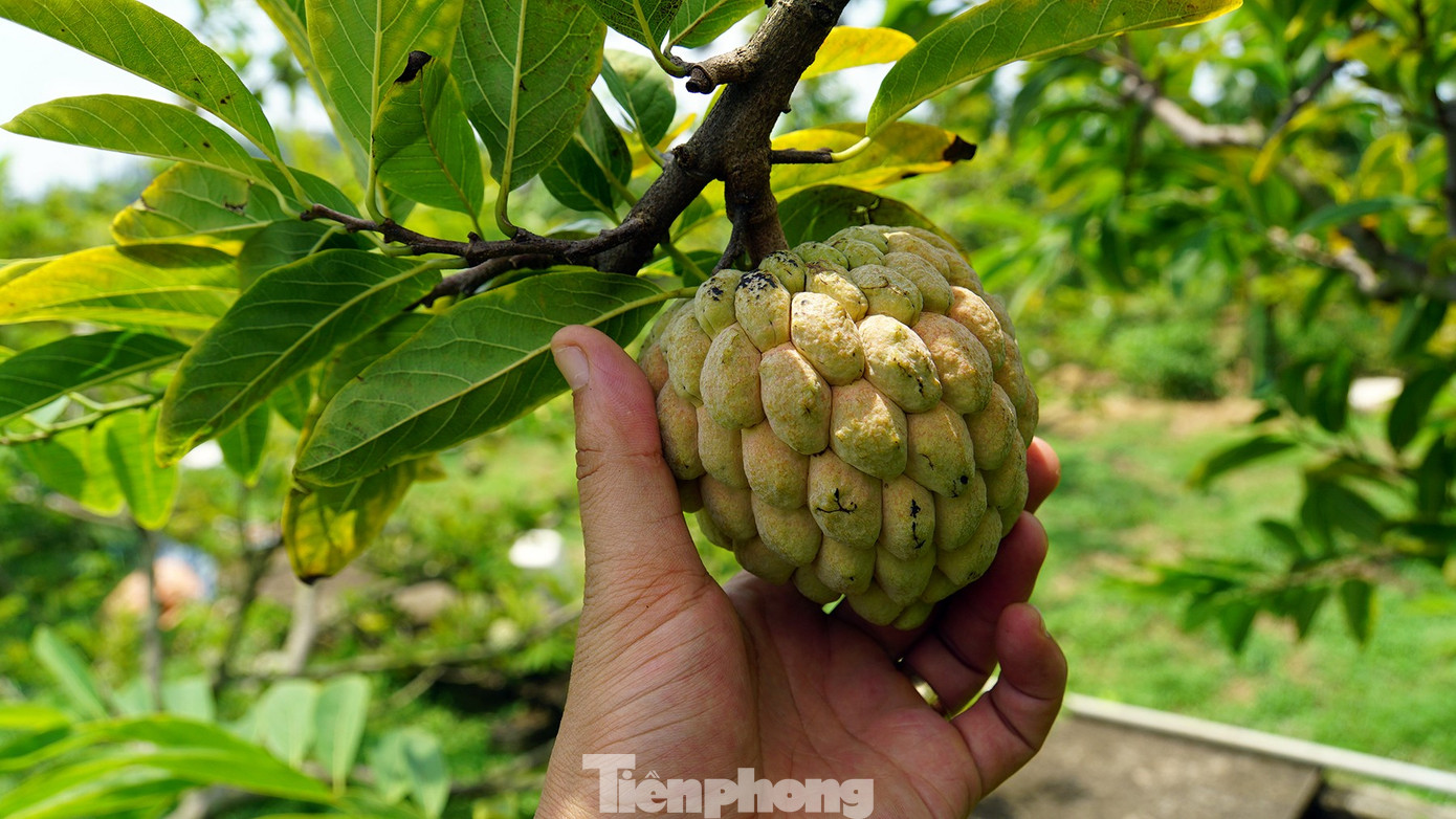 Mất mùa na đặc sản, nông dân Hải Phòng thất thu tiền tỷ- Ảnh 10.