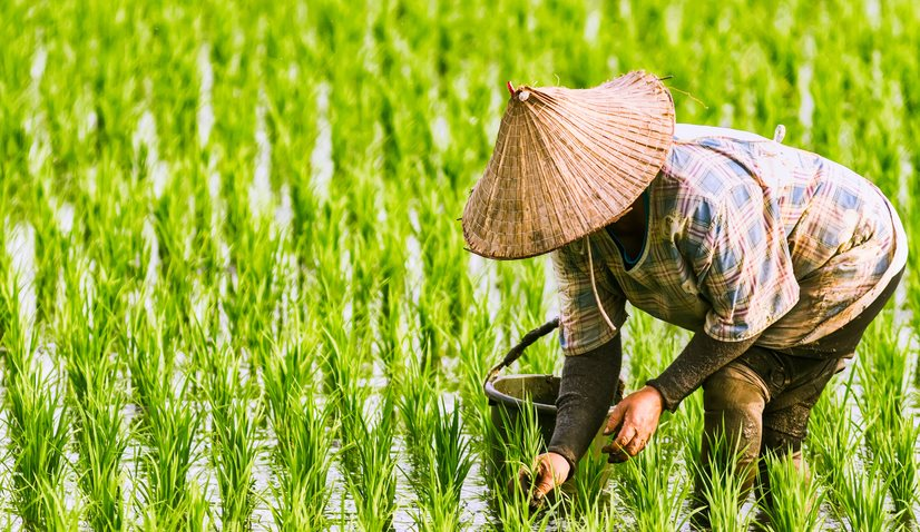 Việt Nam vượt Thái Lan, trở thành nhà xuất khẩu gạo lớn thứ 2 thế giới- Ảnh 3. Việt Nam vượt Thái Lan, trở thành nhà xuất khẩu gạo lớn thứ 2 thế giới- Ảnh 3.