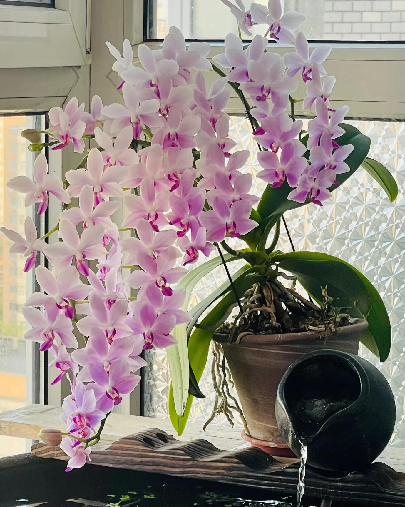 “Chi tiêu lười biếng” đang là xu hướng mới của giới trẻ: Mua hoa ít tiền, ít công chăm mà đẹp cả nhà, tốt cả sức khỏe- Ảnh 6.