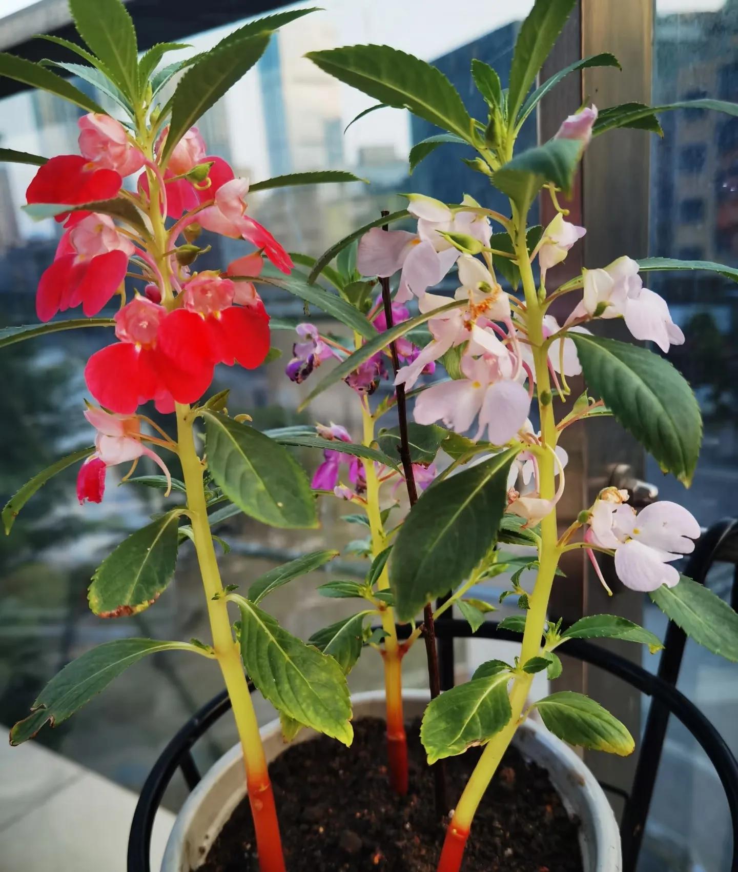 “Chi tiêu lười biếng” đang là xu hướng mới của giới trẻ: Mua hoa ít tiền, ít công chăm mà đẹp cả nhà, tốt cả sức khỏe- Ảnh 1.