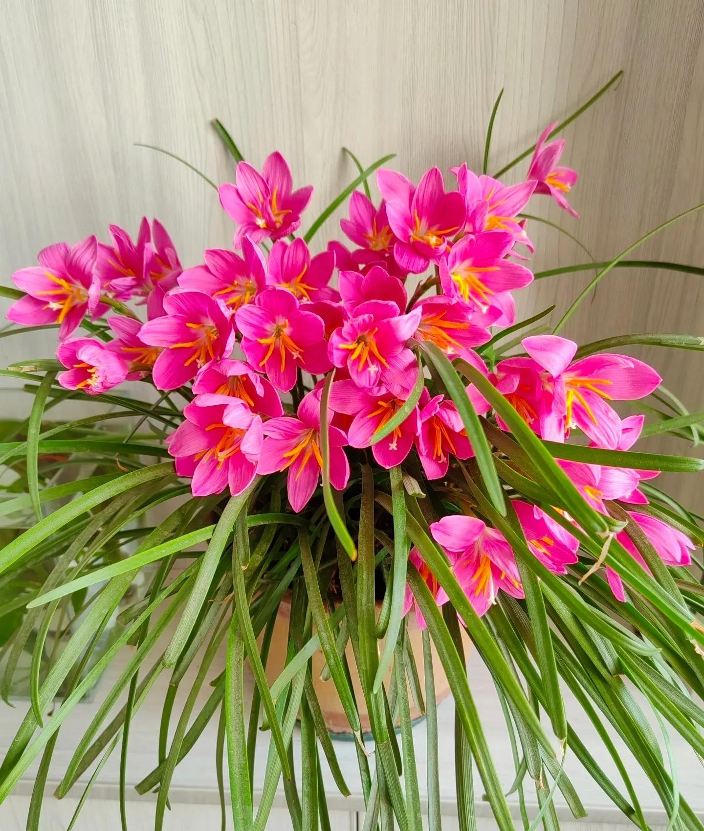 “Chi tiêu lười biếng” đang là xu hướng mới của giới trẻ: Mua hoa ít tiền, ít công chăm mà đẹp cả nhà, tốt cả sức khỏe- Ảnh 3.