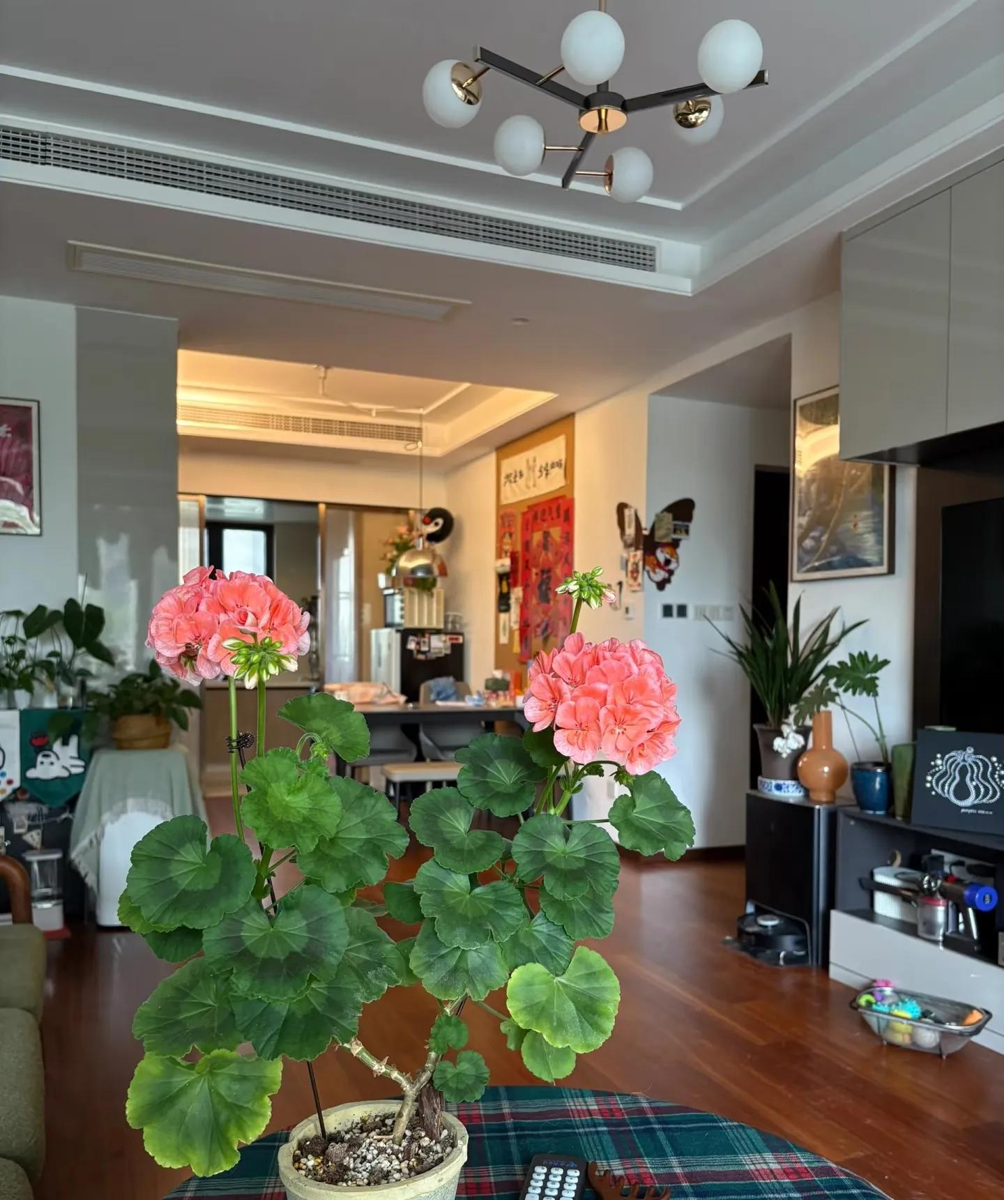 “Chi tiêu lười biếng” đang là xu hướng mới của giới trẻ: Mua hoa ít tiền, ít công chăm mà đẹp cả nhà, tốt cả sức khỏe- Ảnh 4.