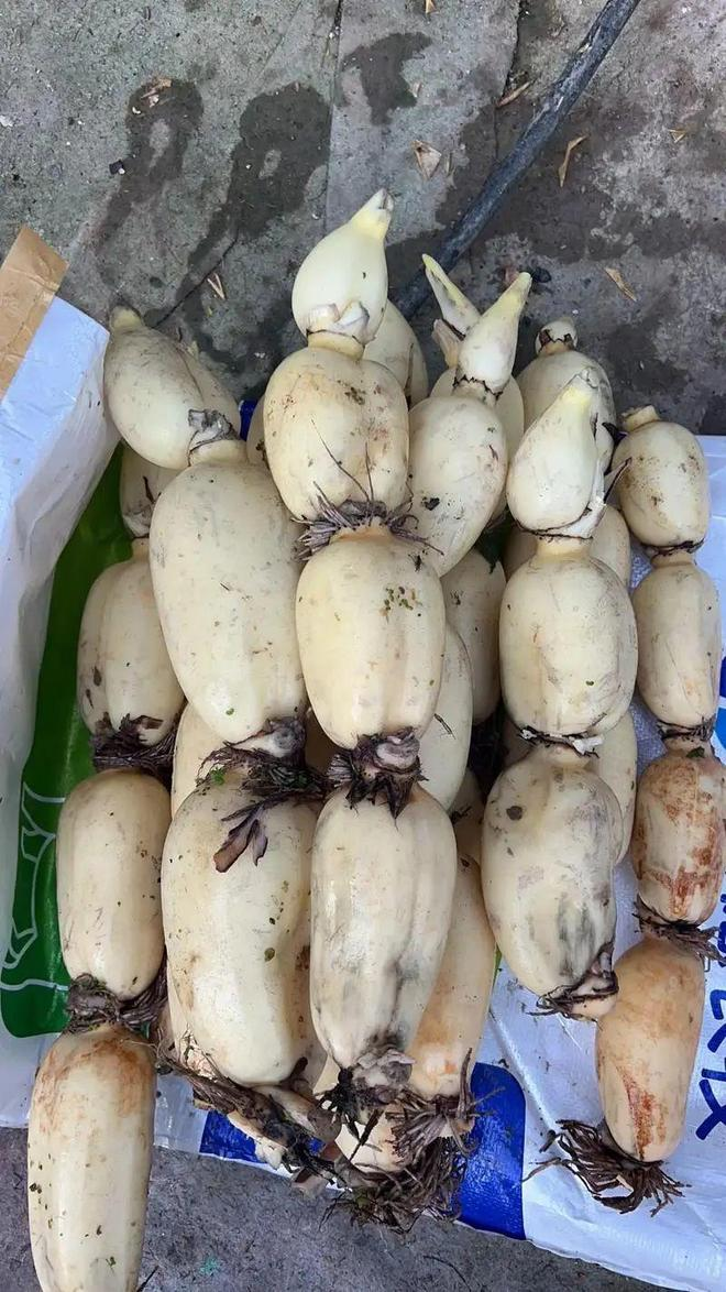 7 loại rau “bẩn” nhất chợ mùa hè: Nhìn thì tươi ngon nhưng dễ rước bệnh vào người, tuyệt đối tránh mua!- Ảnh 3. 7 loại rau “bẩn” nhất chợ mùa hè: Nhìn thì tươi ngon nhưng dễ rước bệnh vào người, tuyệt đối tránh mua!- Ảnh 3.