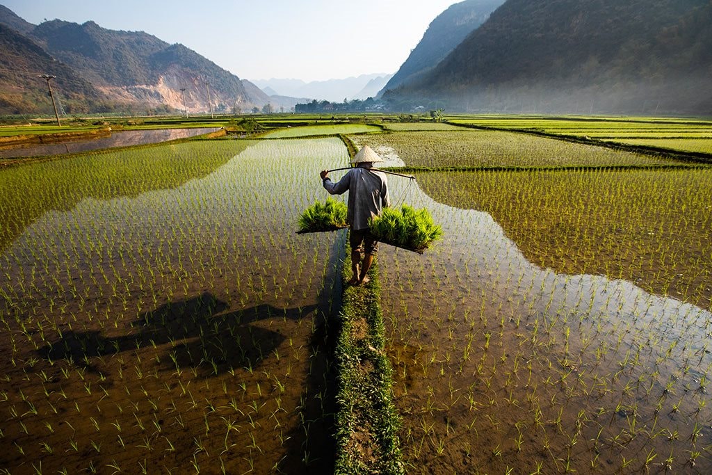 Việt Nam vượt Thái Lan, trở thành nhà xuất khẩu gạo lớn thứ 2 thế giới- Ảnh 1. Việt Nam vượt Thái Lan, trở thành nhà xuất khẩu gạo lớn thứ 2 thế giới- Ảnh 1.