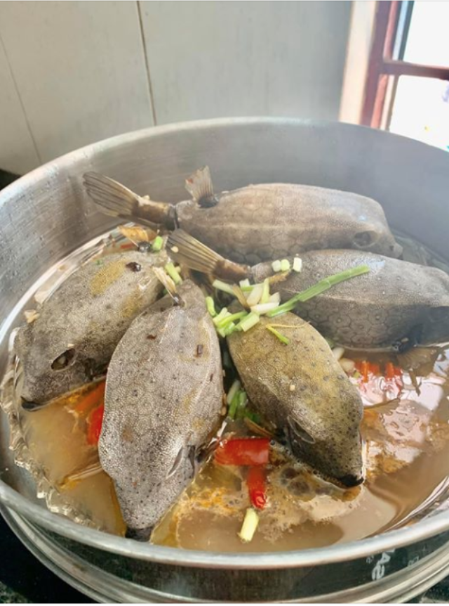 Việt Nam có loài cá nhìn như thuỷ quái, thịt ngon hơn cả gà, giá đến tiền triệu vẫn cháy hàng- Ảnh 1. Việt Nam có loài cá nhìn như thuỷ quái, thịt ngon hơn cả gà, giá đến tiền triệu vẫn cháy hàng- Ảnh 1.