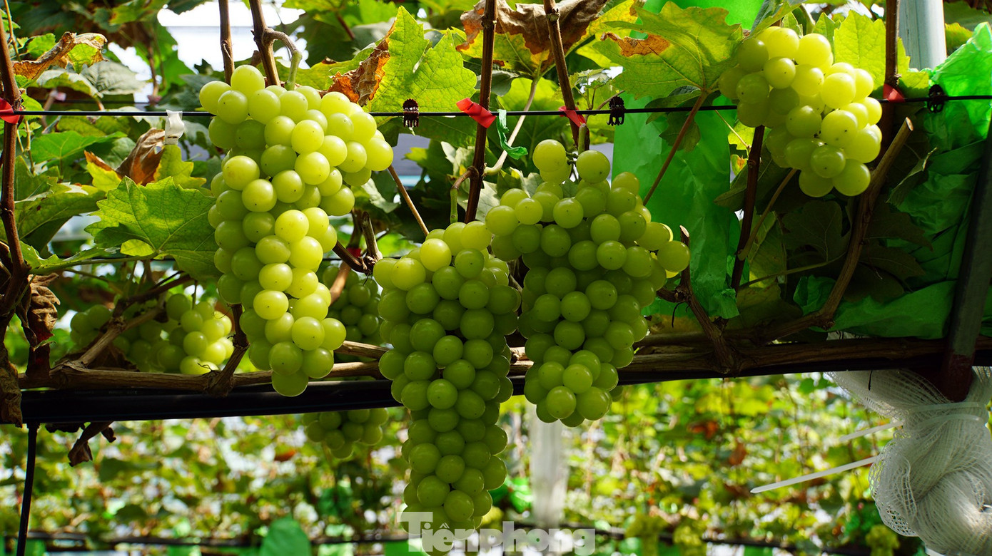 'Đột nhập' vườn nho sai trĩu, khách kéo đến mua chín không kịp- Ảnh 17. 'Đột nhập' vườn nho sai trĩu, khách kéo đến mua chín không kịp- Ảnh 17.