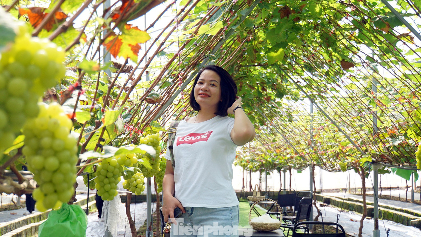 'Đột nhập' vườn nho sai trĩu, khách kéo đến mua chín không kịp- Ảnh 15. 'Đột nhập' vườn nho sai trĩu, khách kéo đến mua chín không kịp- Ảnh 15.