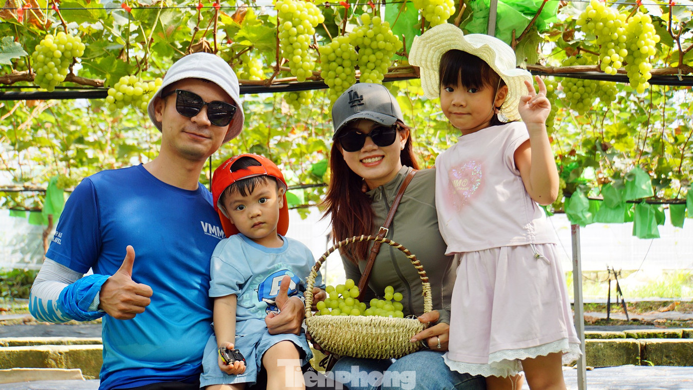 'Đột nhập' vườn nho sai trĩu, khách kéo đến mua chín không kịp- Ảnh 12. 'Đột nhập' vườn nho sai trĩu, khách kéo đến mua chín không kịp- Ảnh 12.