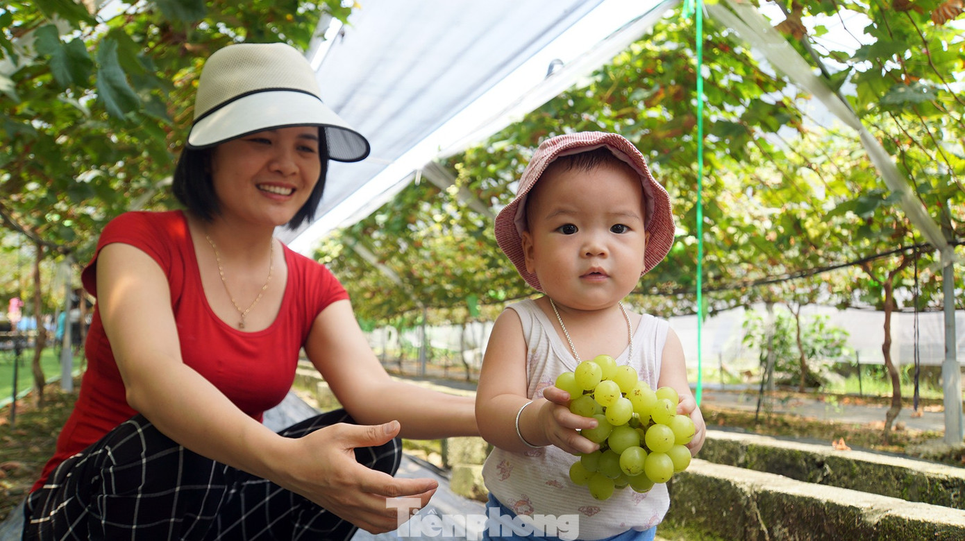 'Đột nhập' vườn nho sai trĩu, khách kéo đến mua chín không kịp- Ảnh 14. 'Đột nhập' vườn nho sai trĩu, khách kéo đến mua chín không kịp- Ảnh 14.