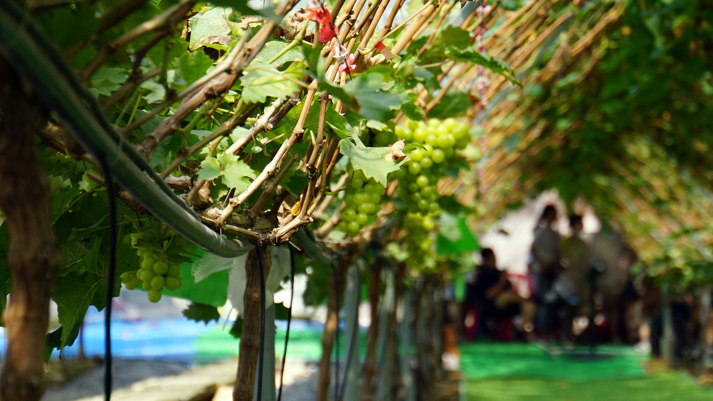 'Đột nhập' vườn nho sai trĩu, khách kéo đến mua chín không kịp- Ảnh 7. 'Đột nhập' vườn nho sai trĩu, khách kéo đến mua chín không kịp- Ảnh 7.