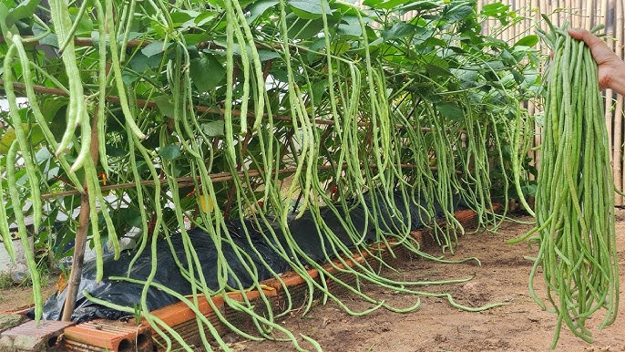 Việt Nam có loại quả dài cả mét, vừa bổ xương, giàu đạm, chống ung thư lại giá rẻ ngỡ ngàng- Ảnh 1.