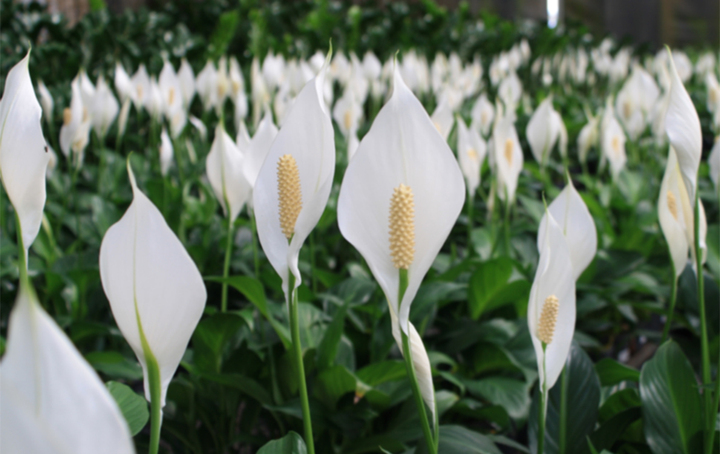 Ý nghĩa phong thủy của cây lan Ý và cách đặt trong nhà- Ảnh 1.