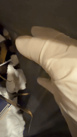 Ca sĩ Vbiz phải bới thùng rác tìm vàng, nhìn sang con heo tiết kiệm mà choáng- Ảnh 1.