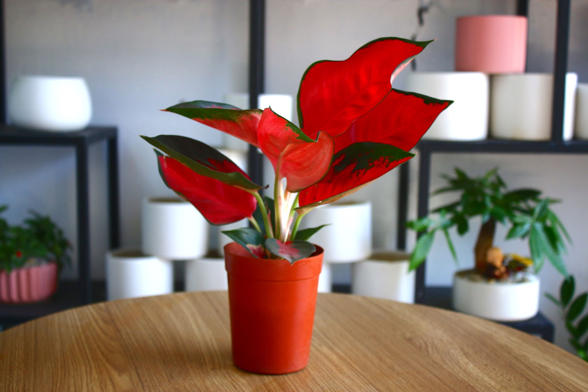 Người xưa dặn: Nhà có cây phú quý, tiền tài lăn vào cửa - 5 cây Thần Tài nên trồng- Ảnh 2.