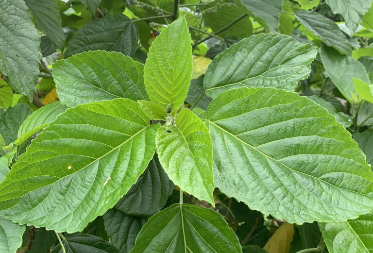 Bé 3 tuổi tại Ninh Bình nguy kịch vì uống nước lá chữa táo bón- Ảnh 2.